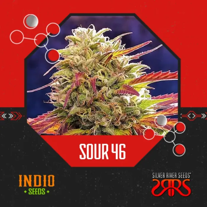 Sour 46 x5 - Silver River