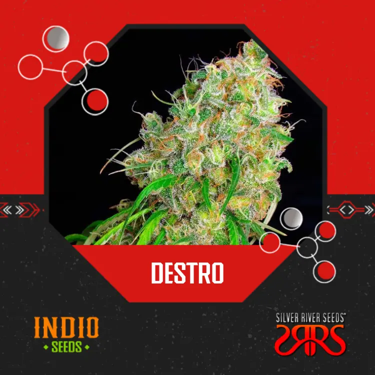 Destro x5 - Silver River