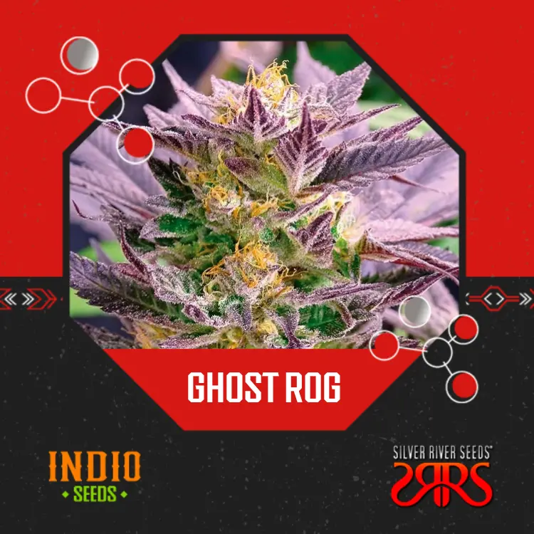 Ghost Rog x5 - Silver River