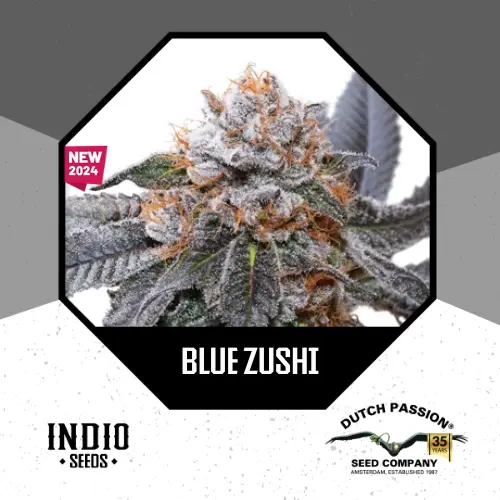 Blue Zushi x3 - DutchPassion