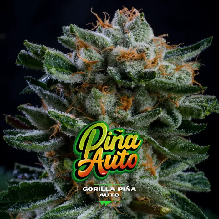 Gorilla Piña Auto - BSF