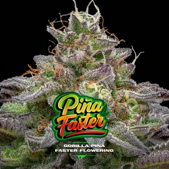 Gorilla Piña Faster x4 - BSF