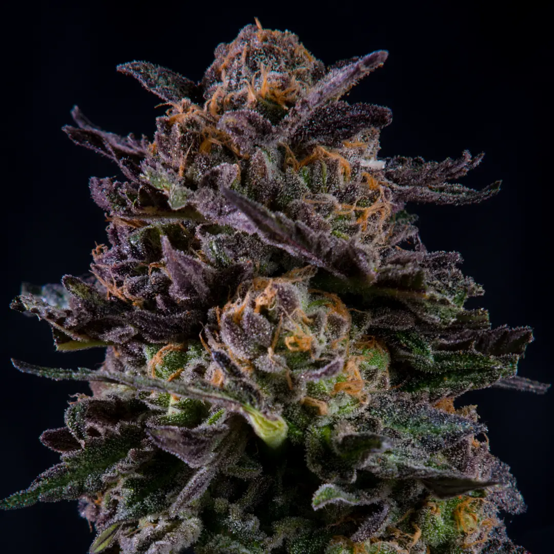 Gorilla Piña Fem x4 - BSF - Imagen 3