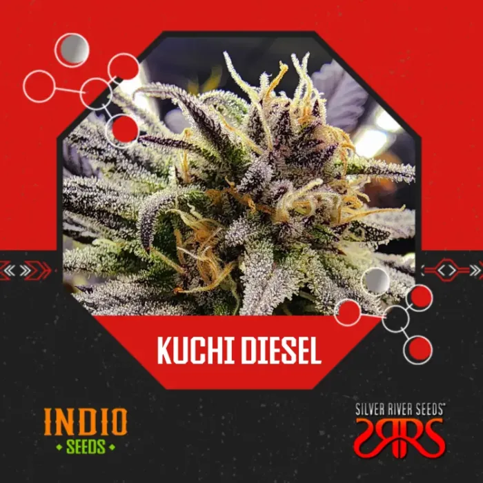 Kuchi Diesel x5 - Silver River