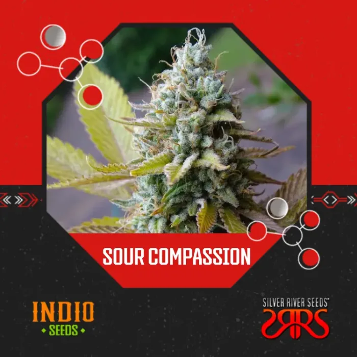 Sour Compassion x5 - Silver River