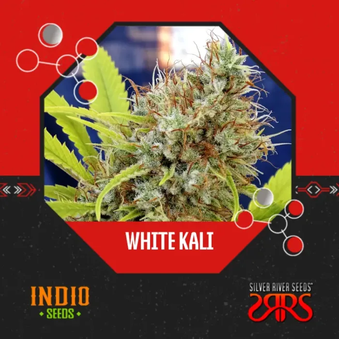 White Kali x5 - Silver River