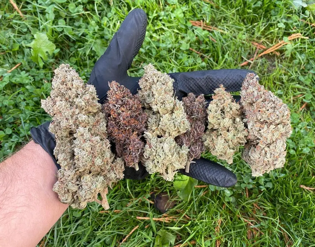 Mix Pack Auto - Fastbuds - Imagen 2