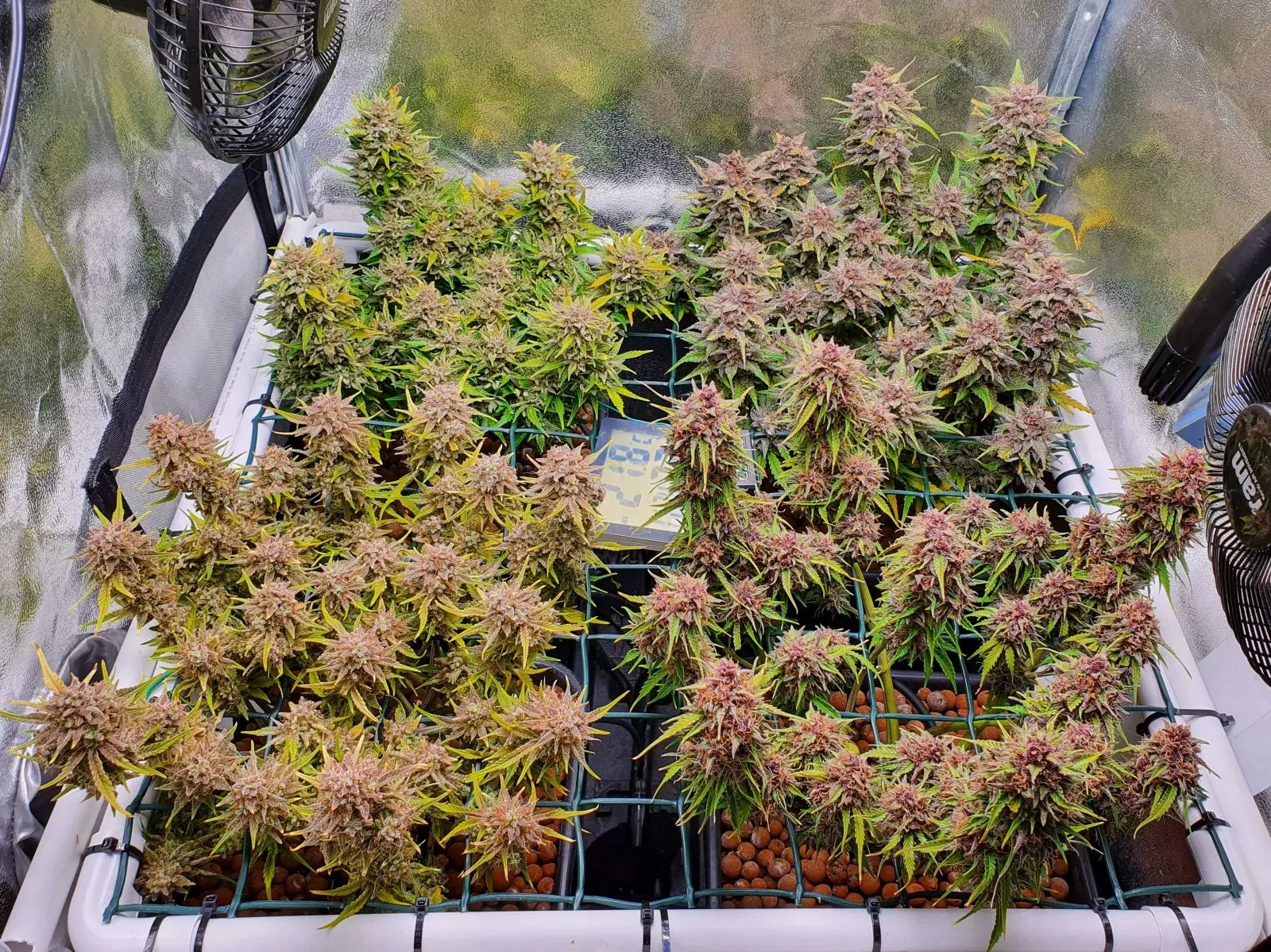 Mix Pack Auto - Fastbuds - Imagen 4