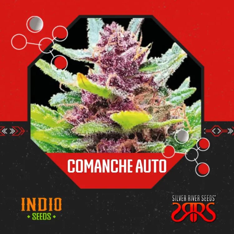 Comanche Auto x5 - Silver River