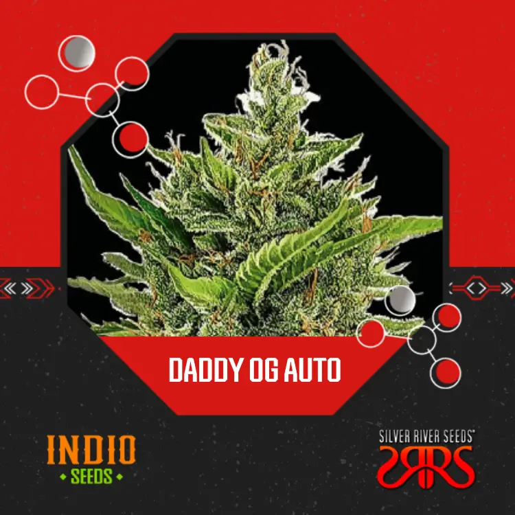 Daddy Og Auto x 5 - Silver River
