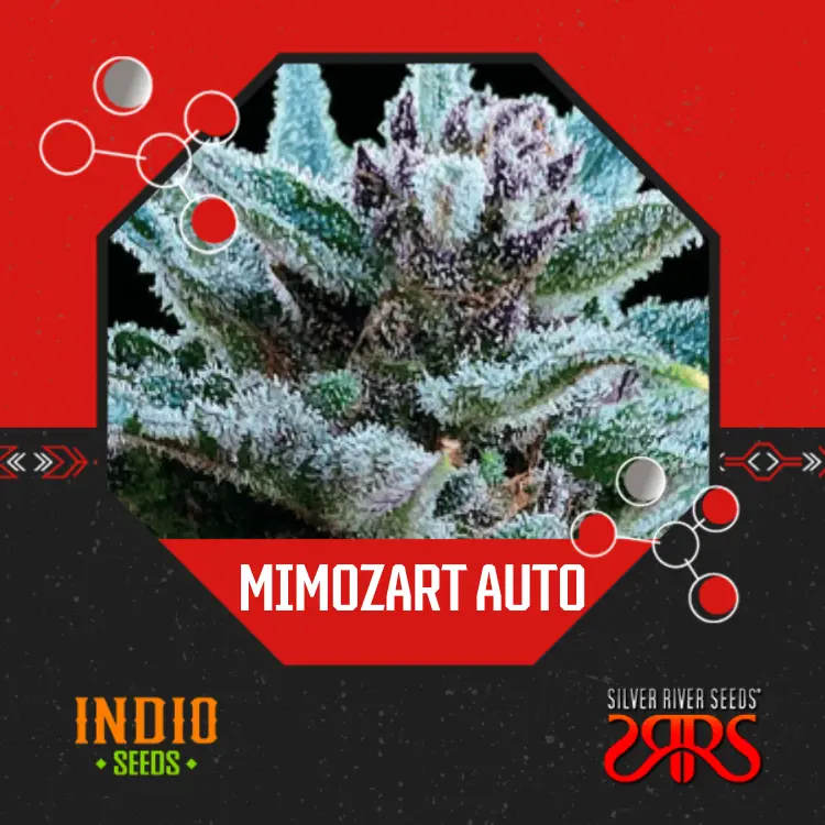 Mimozart Auto x5 - Silver River
