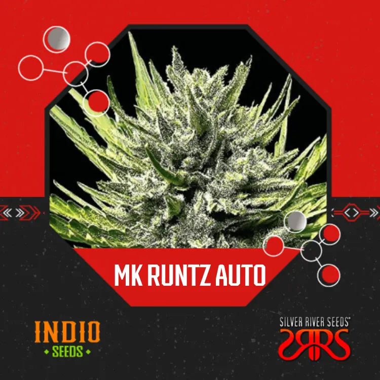MK Runtz Auto x5 - Silver River