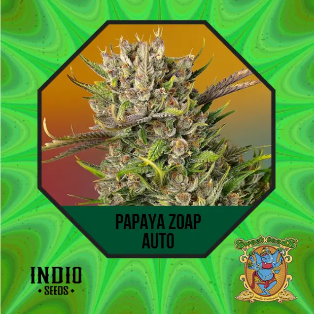 PAPAYA ZOAP AUTO 3+1 - SWEET SEEDS