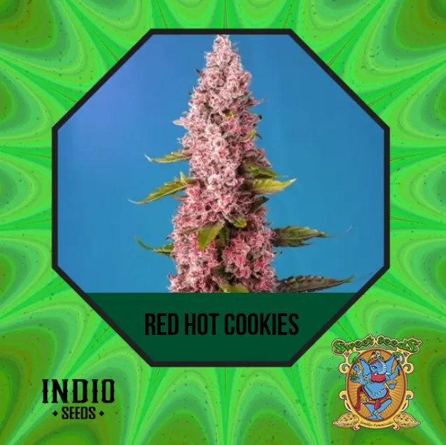 RED HOT COOKIES 3+1 - SWEET SEEDS