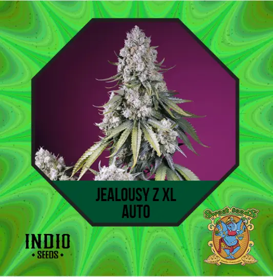 JEALOUSY Z XL AUTO 3+1 - SWEET SEEDS