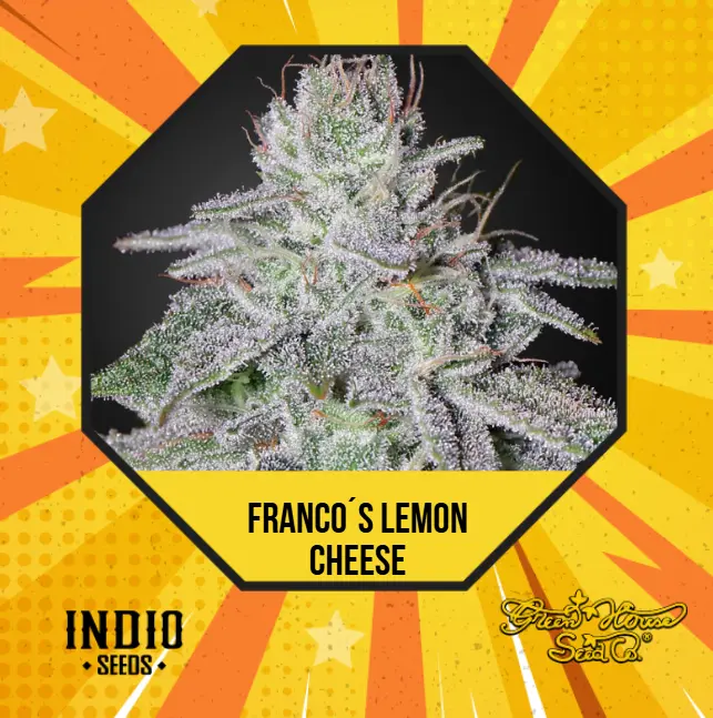 Franco´s Lemon Cheese x6 - Green House