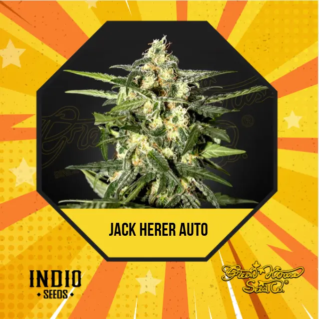 Jack Herer (GH) Auto x6 - Green House