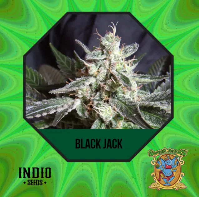 BLACK JACK 3+1 - SWEET SEEDS