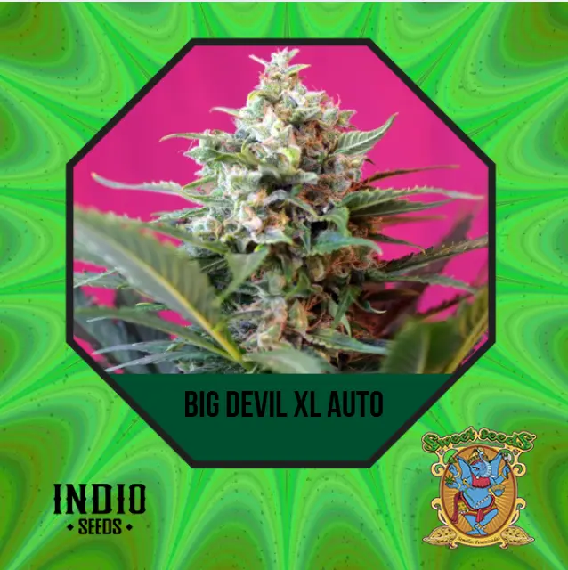 BIG DEVIL XL AUTO 3+1 - SWEET SEEDS