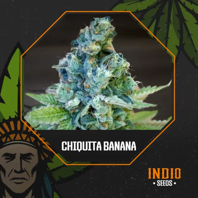 Chiquita Banana x5 Fem - Granel