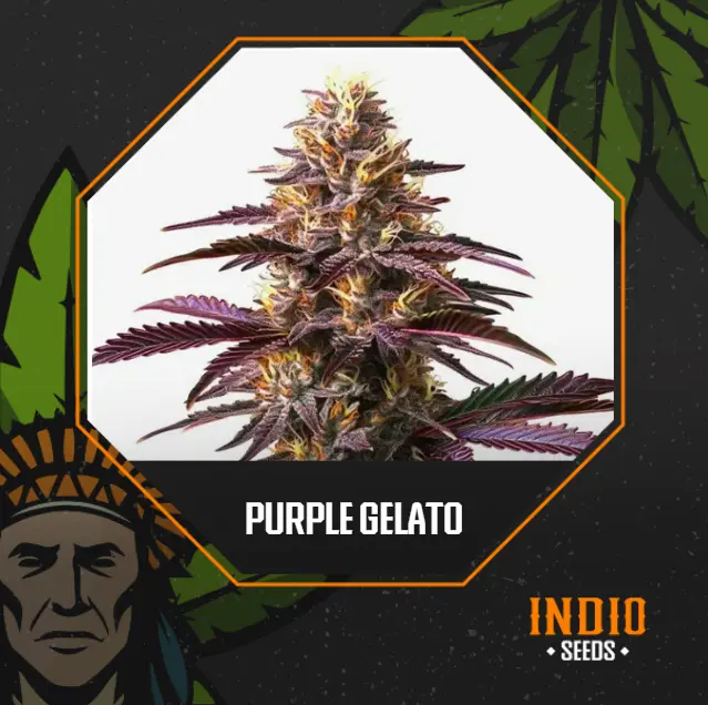 Purple Gelato x5 Fem - Granel