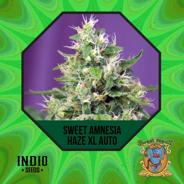 SWEET AMNESIA HAZEL XL AUTO 3+1 - SWEET SEEDS