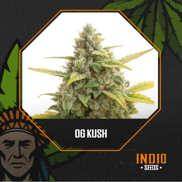 OG Kush x5 Fem - Granel