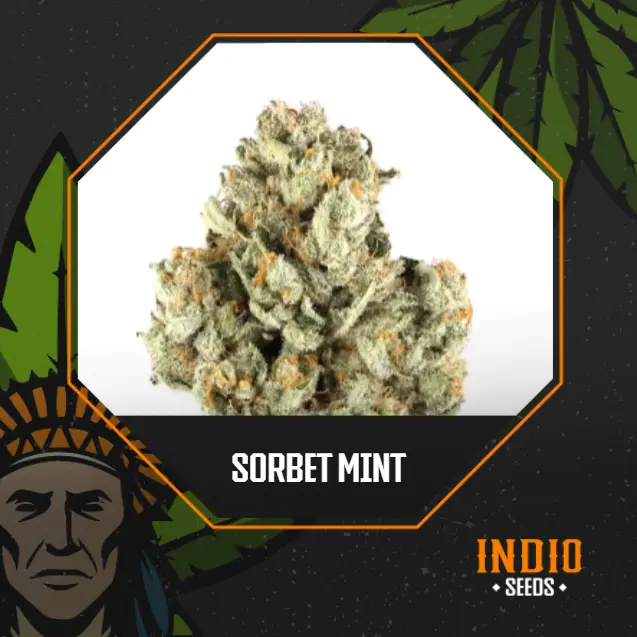 Sorbet Mint x5 Fem - Granel
