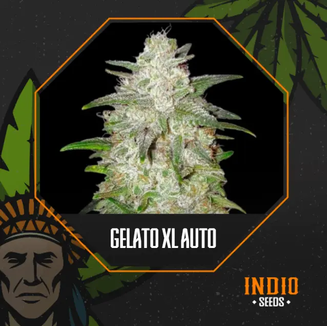 Gelato XL Auto x5 - Granel