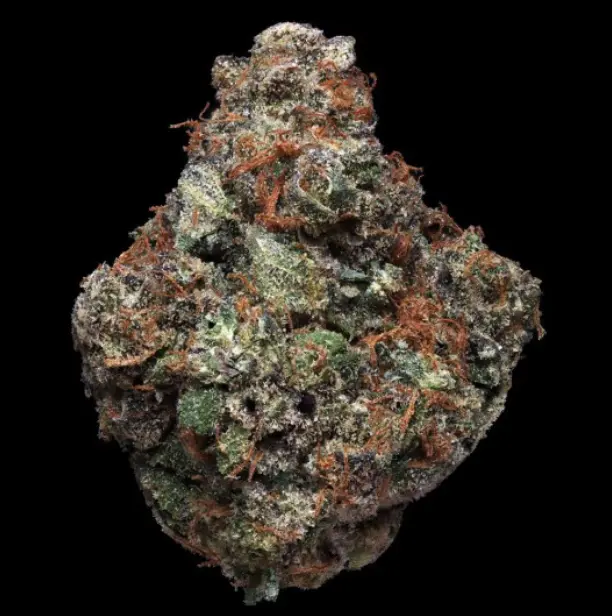 Sherble x7 - T.H. Seeds - Imagen 2
