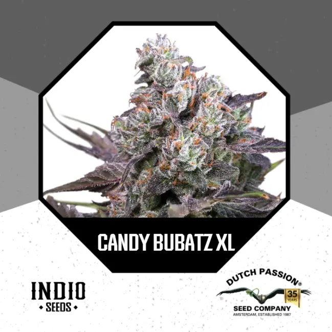 Candy Bubatz XL x3 - Dutch Passion