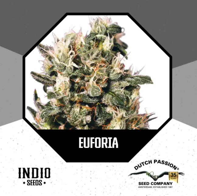 Euforia x3 – DutchPassion