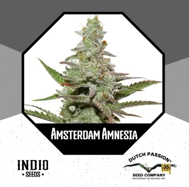Amsterdam Amnesia x3 - Dutch Passion