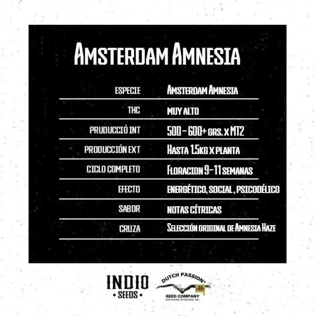 Amsterdam Amnesia x3 - Dutch Passion - Imagen 2
