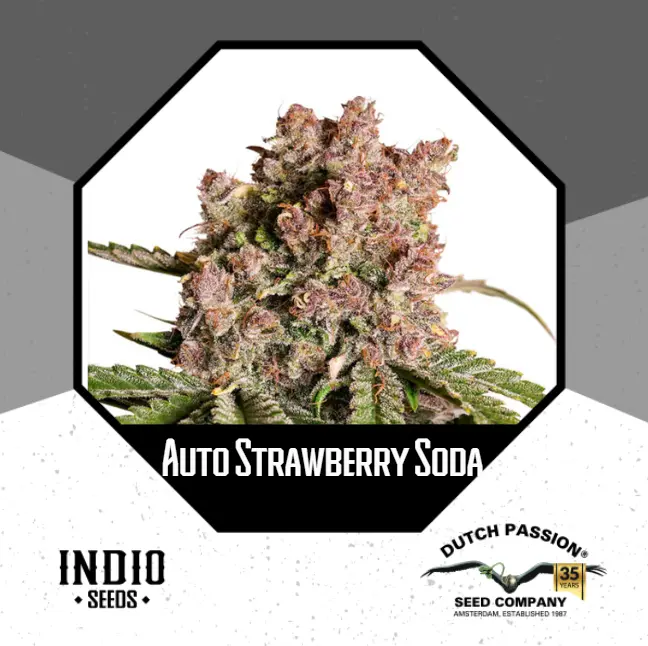 Auto Strawberry Soda x3 - Dutch Passion