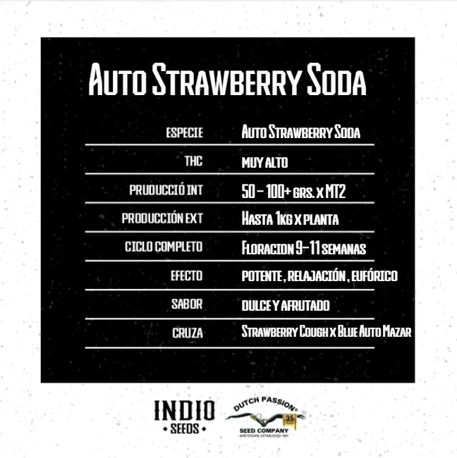 Auto Strawberry Soda x3 - Dutch Passion - Imagen 2