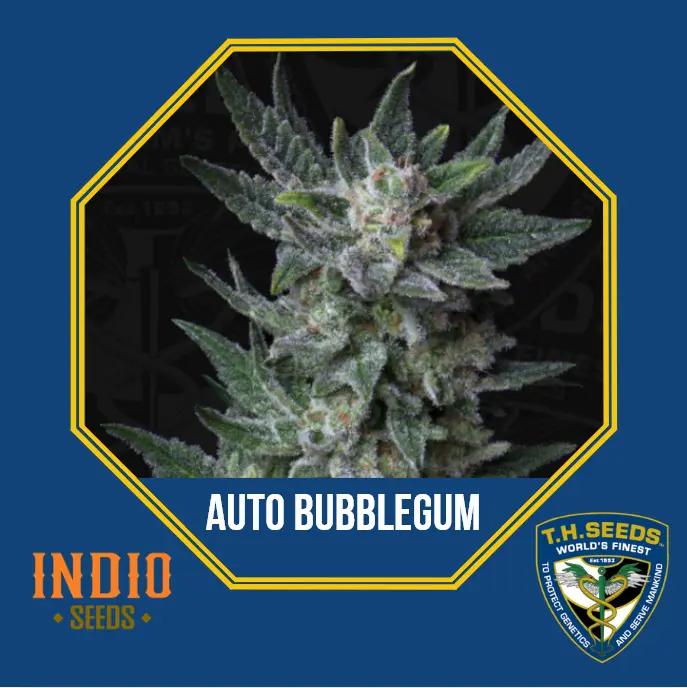 AUTO Bubblegum - fem – 5+1 pack