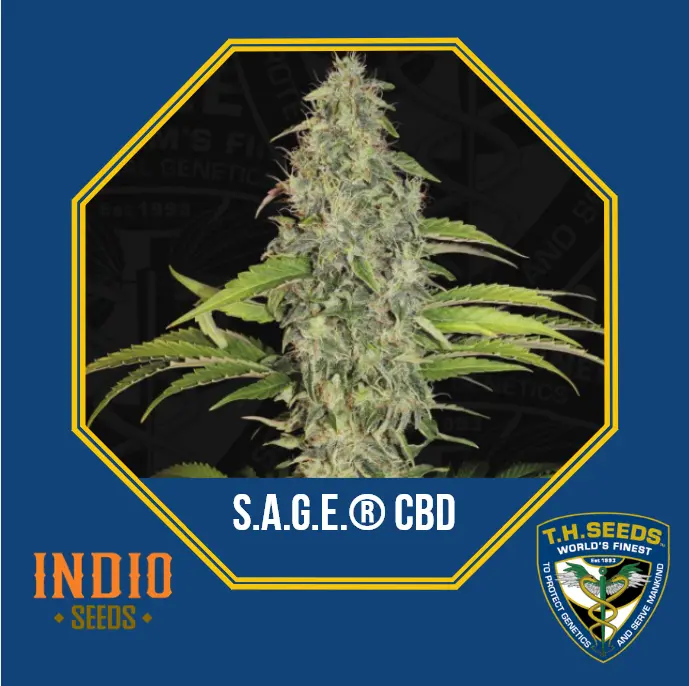 S.A.G.E® CBD – fem – T.H. Seeds
