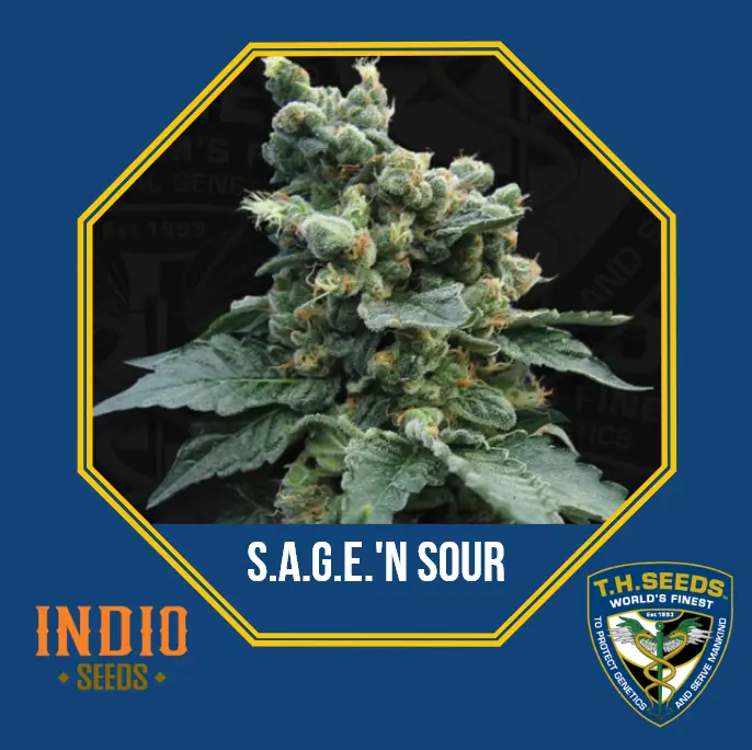Sage® 'n Sour – fem – T.H. Seeds