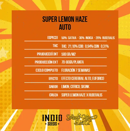 Super Lemon Haze Auto x6 - Green House - Imagen 2