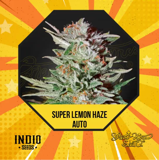 Super Lemon Haze Auto x6 - Green House
